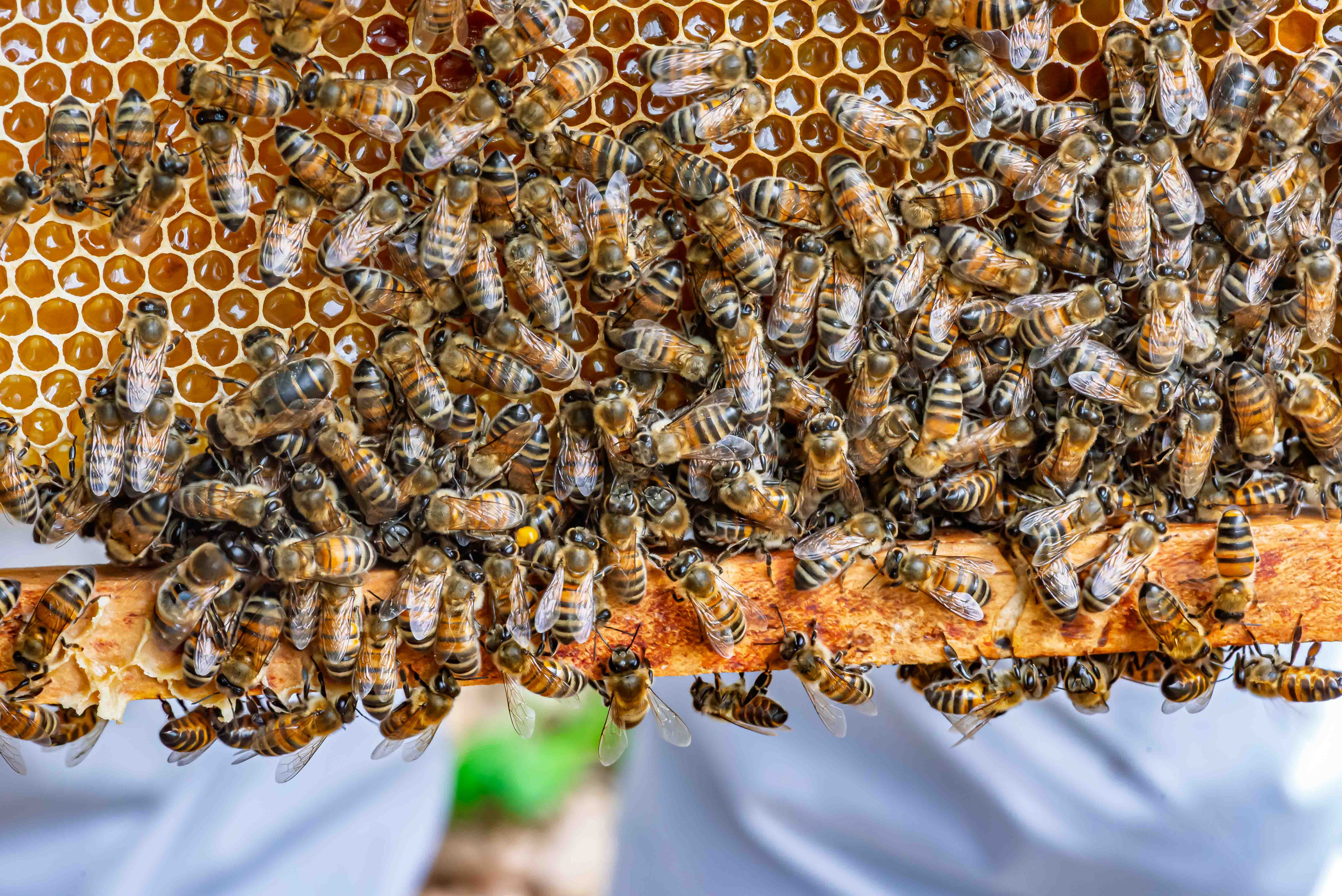 Apiculture